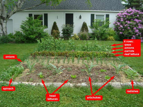 The garden as seen from the street. We hold our small, frontyard garden to a higher tidiness standard than our big, backyard production garden. 