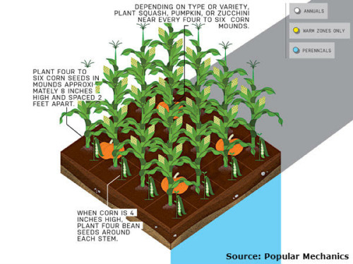 These are fun days for garden planning and for many of us planting. If you’ve never experimented with companion planting before, a great way to tiptoe in is with a Three Sisters Garden where the sisters refer to the three main agricultural crops of...