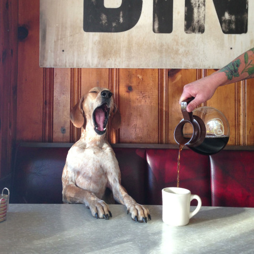 Must. Have. Coffee. Woof.