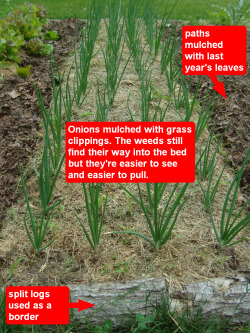 Do we like onions? Yes, we do! We selectively harvest and chop some of the tops into our salads and use the bulbs in all sorts of ways. Onion beds can easily be overtaken by weeds so I sprinkle grass 