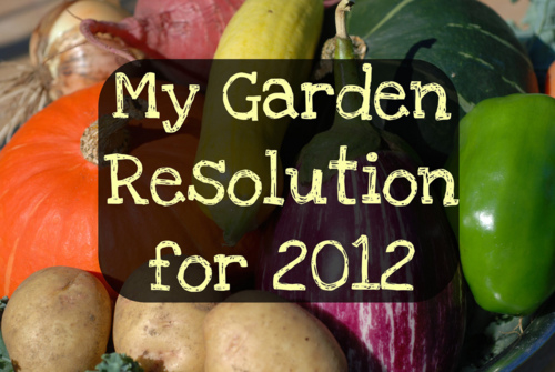 kitchengardeners:
It’s that time of year again, time for taking stock of the past and  looking forward to the future. What would you like to do better or  differently in your kitchen garden life in the coming year? A resolution  made is good, but a resolution shared is even better!
I&#8217;ve got several garden resolutions for 2012, but here are the first two I&#8217;ll be acting on already this winter:
1) Invest in a better indoor seed-starting set up so that I don&#8217;t have to buy any seedlings or starts.
2) Start the year with a plan for what crops will go where and when. 